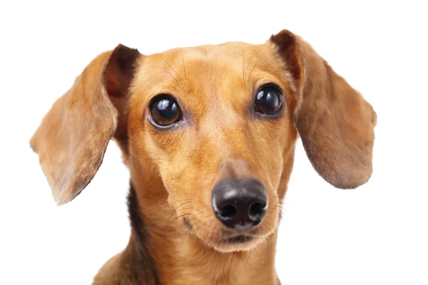 Dachshund cão de perto — Fotografia de Stock