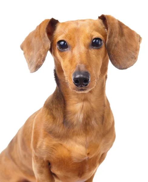 Dachshund dog portrait — Stock Photo, Image