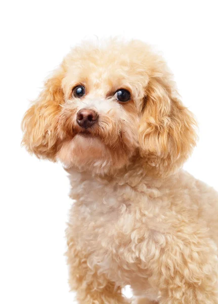 Hond poedel portret — Stockfoto