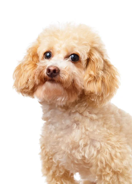 Dog poodle portrait — Stock Photo, Image