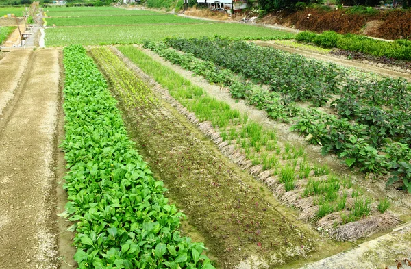 Ferme avec produits agricoles — Photo