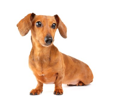 Dachshund Köpek portre