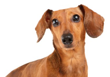 Dachshund Köpek yakın çekim