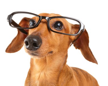 Dachshund Köpek gözlük ile yakın çekim