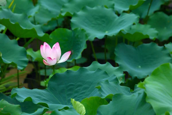 Lotus pond — Stock Photo, Image