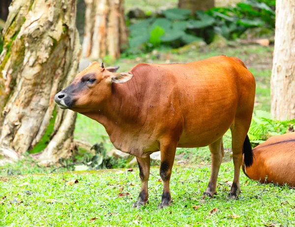 Wild cattle — Stock Photo, Image