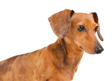dachshund köpek yan görünüm