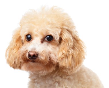 köpek fino köpeği portre