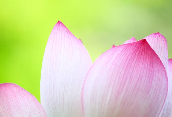 Pink lotus close up — Stock Photo, Image