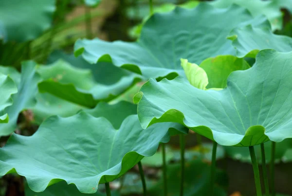 Lotus leaf pond — Stock Photo, Image