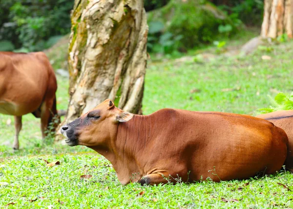 Cattle — Stock Photo, Image