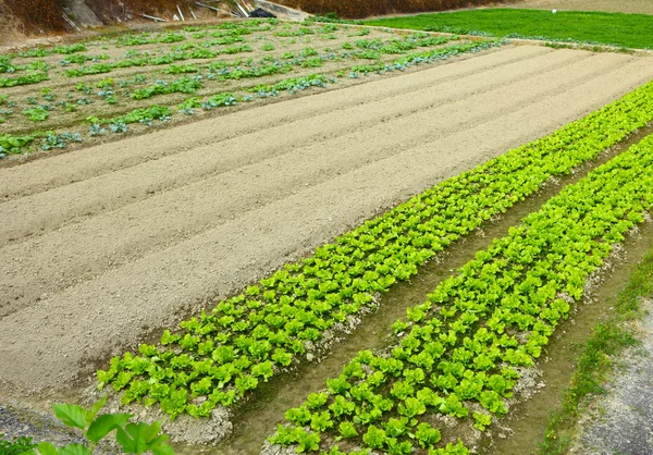 Çiftlik salata ile — Stok fotoğraf