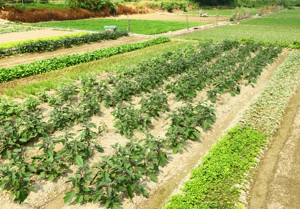 Farma se zeleninou — Stock fotografie