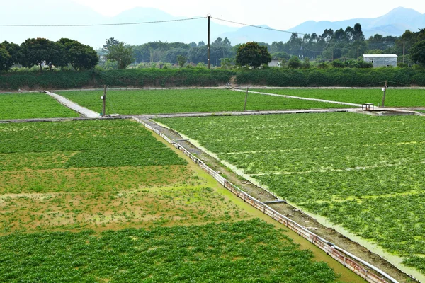 Ferme avec ciel — Photo