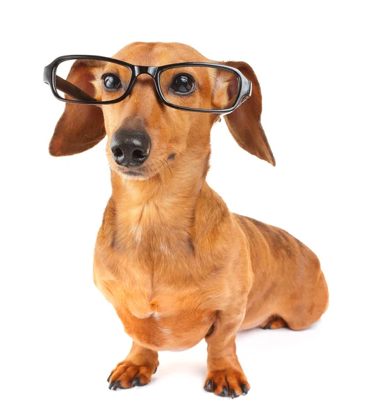 メガネのダックスフント犬 ストック写真