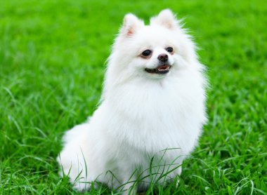 Beyaz Pomeranya köpeği çimlerin üzerinde