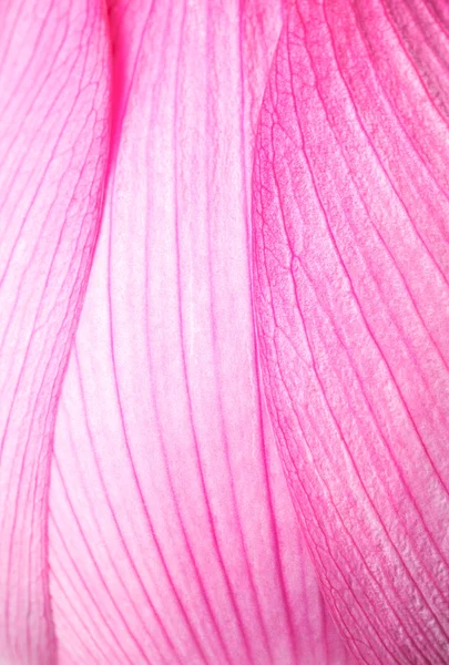 Lotos różowy z bliska — Zdjęcie stockowe