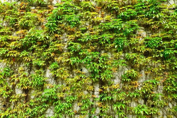 Grüne Wand aus Efeublättern — Stockfoto