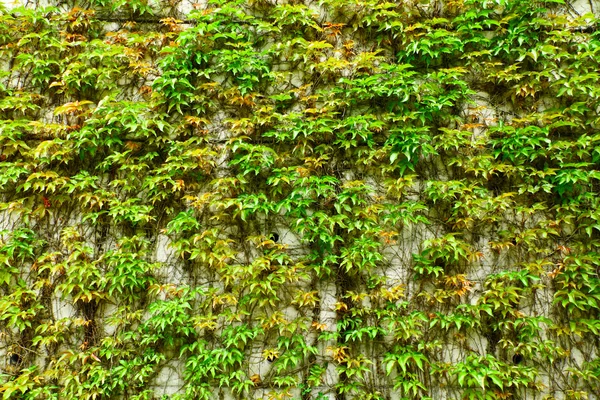 Pared verde de hojas de hiedra —  Fotos de Stock