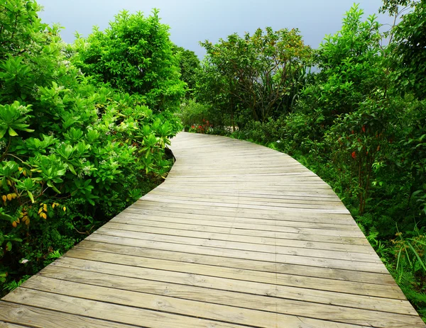 Wandelpad in het bos — Stockfoto