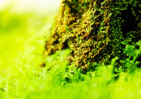 Green moss — Stock Photo, Image