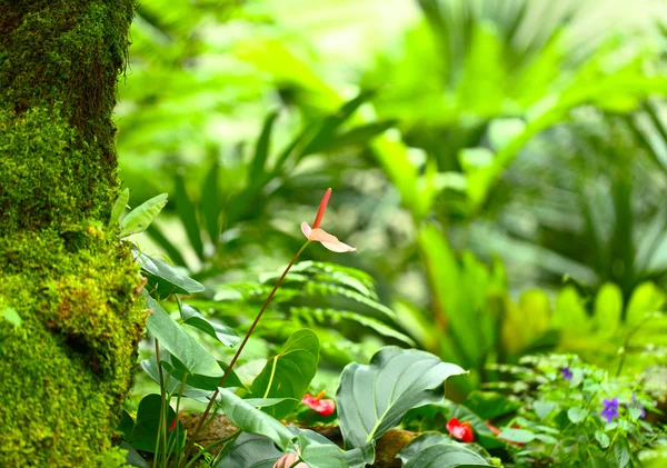 Planta florestal — Fotografia de Stock