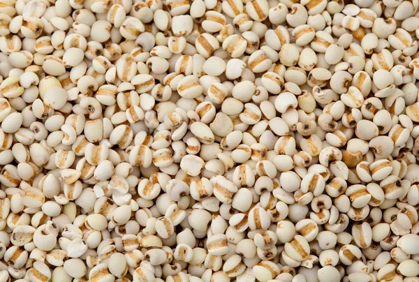 Montón de semillas de coijo — Foto de Stock
