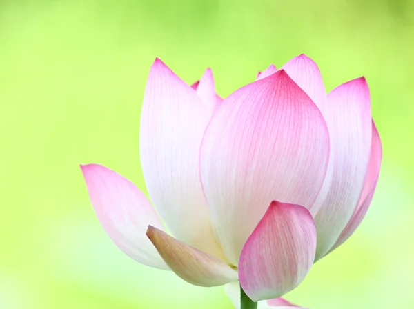 Lótus rosa de perto — Fotografia de Stock