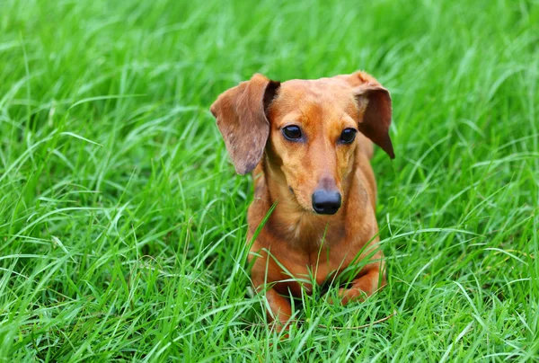 Chien de teckel sur herbe — Photo