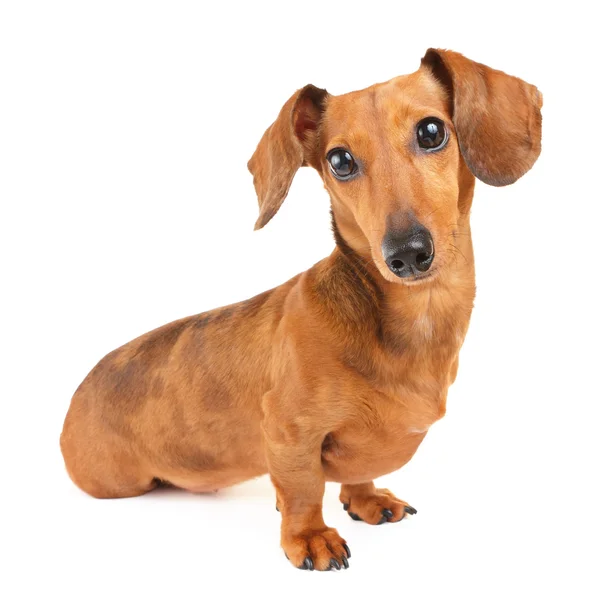 Cão dachshund — Fotografia de Stock