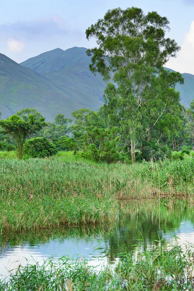 Wetland — Stock Photo, Image