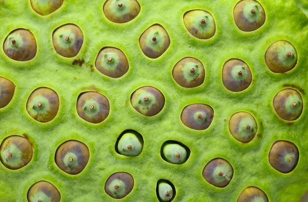 Lotus seed pod close up — Stock Photo, Image