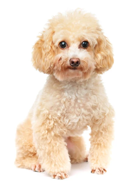 Caniche chien isolé sur fond blanc — Photo