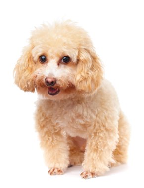 köpek fino köpeği gülümseme