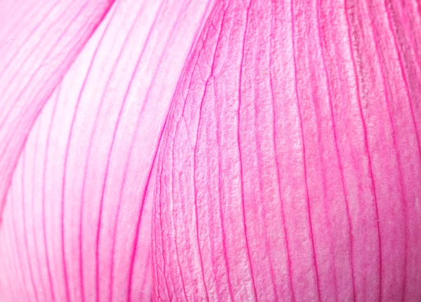 Ροζ λωτό πέταλο από κοντά — Φωτογραφία Αρχείου