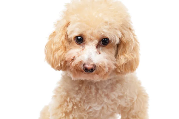 Psa pudl izolovaných na bílém pozadí — Stock fotografie