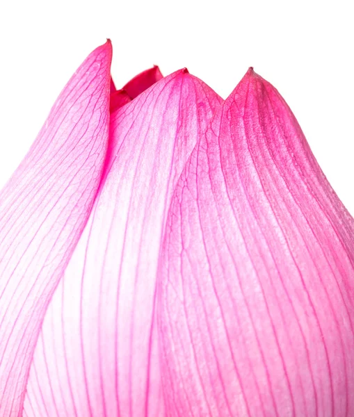 Roze lotus geïsoleerd op witte achtergrond — Stockfoto