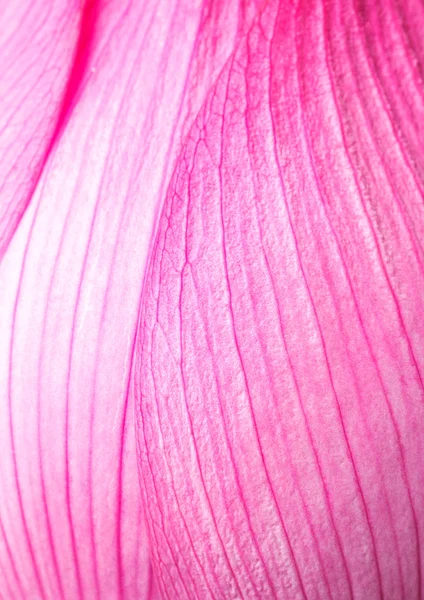 Pink lotus petal — Stock Photo, Image