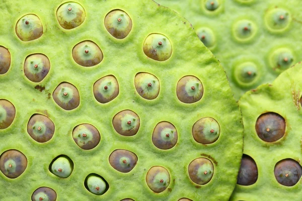 Lotus osivo pod zblízka — Stock fotografie