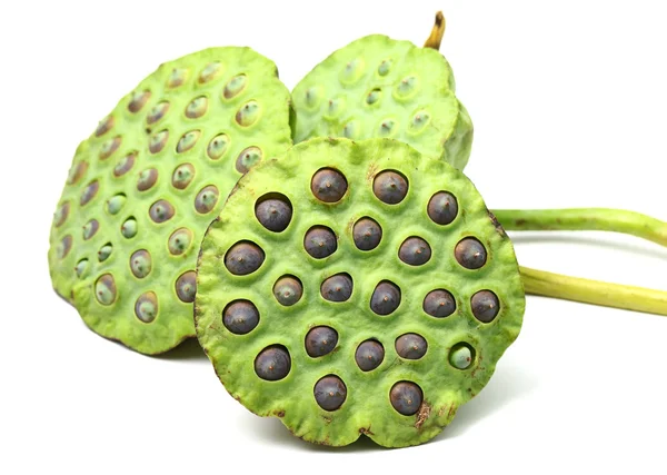 Bouquet of Lotus seed pod — Stock Photo, Image