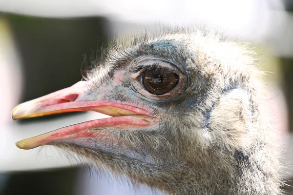 Straußenvogel — Stockfoto