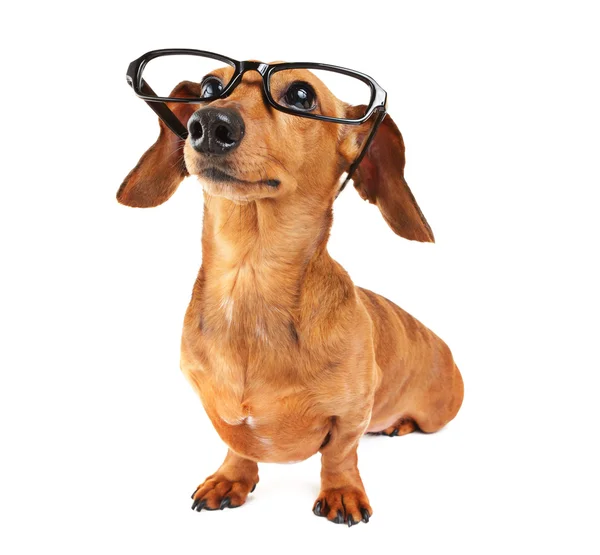 メガネのダックスフント犬 ストックフォト