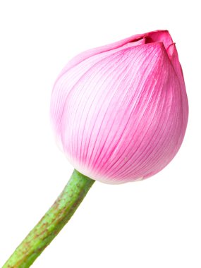 Tek lotus tomurcuklar