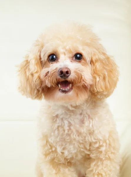 Cão poodle sorriso — Fotografia de Stock