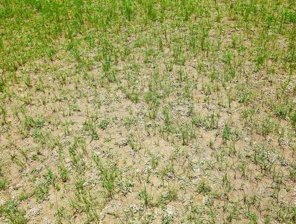 Dried lawn — Stock Photo, Image