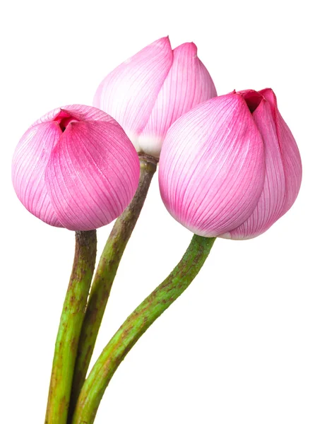 Bouquet brotes de loto aislados sobre fondo blanco — Foto de Stock