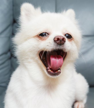 Pomeranian dog yelling clipart