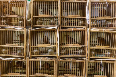 hong Kong kuş pazarı