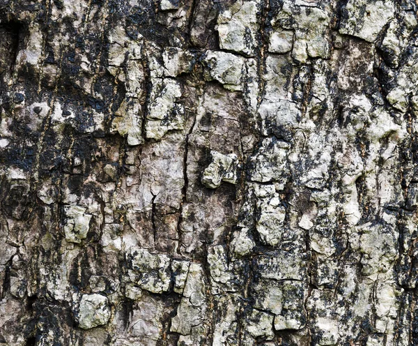 Primer plano de la corteza del árbol —  Fotos de Stock