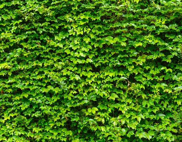 Green Leaves Wand Hintergrund — Stockfoto